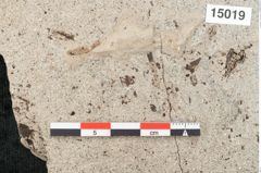 Foto (Detailansicht) von Tilia platyphyllos Scopoli (NHMW-GEO-2024-0188-15019)